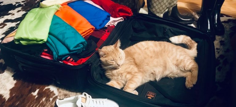 Moving With Pets To Cincinnati: The Ultimate Guide 3 A cat sleeping in a suitcase