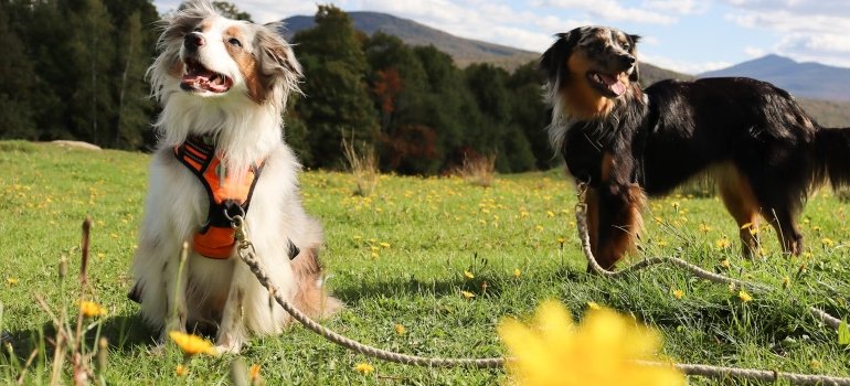 Moving With Pets To Cincinnati: The Ultimate Guide 4 Two dogs on a leash in the outdoors