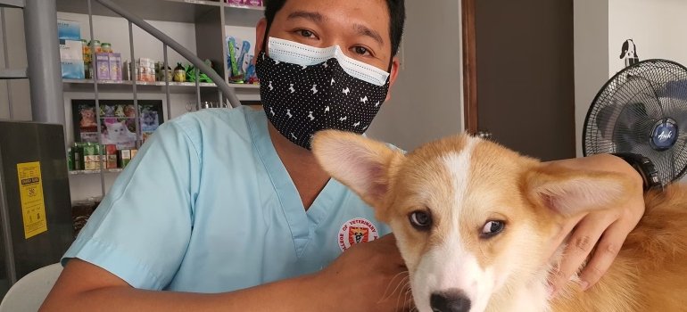 Moving With Pets To Cincinnati: The Ultimate Guide 2 A man, vet, wearing a mask and holding a dog, because, before moving with pets, it is necessary to visit a vet