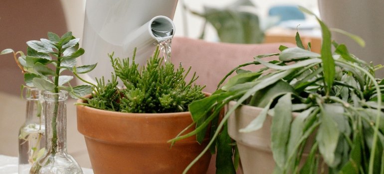 Tips For Moving With Plants Long-Distance 4 Droopy houseplant showing signs of stress after improper handling during a move with plants.