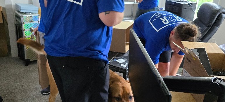 Local Movers 3 Two movers in blue shirts unpack boxes in a room while a golden retriever curiously explores the area amidst the chaos.