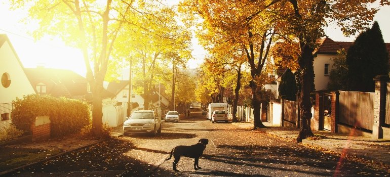 A Local’s Guide to the Best Suburbs of Cincinnati Ohio 1 A quiet residential street lined with autumn trees in the best suburbs of Cincinnati Ohio, showing the area’s family-friendly atmosphere.