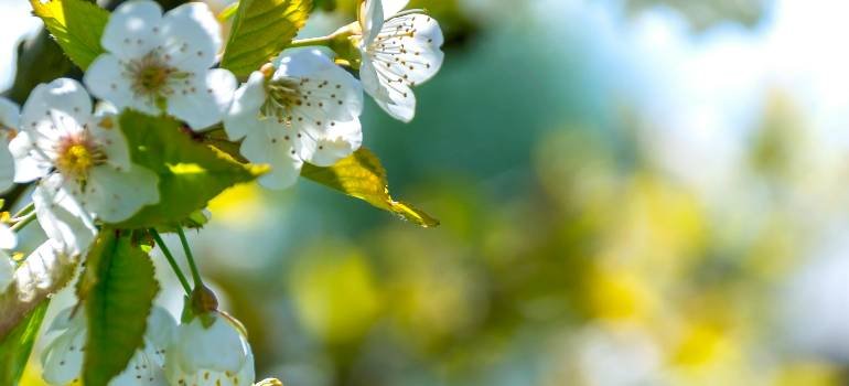 The ultimate guide for a spring move to Harrison OH 3 Closeup white blossoms on tree in bright spring sunlight
